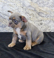 French Bulldog
