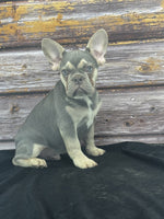 French Bulldog