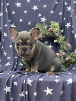 French Bulldog