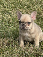 French Bulldog