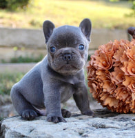 French Bulldog