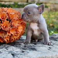 French Bulldog