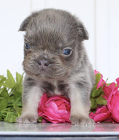 Fluffy French Bulldog