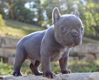 French Bulldog 