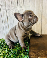 French Bulldog