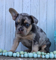 French Bulldog