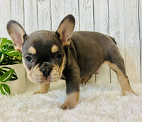 French Bulldog