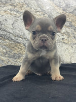 French Bulldog