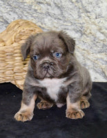 Fluffy French Bulldog