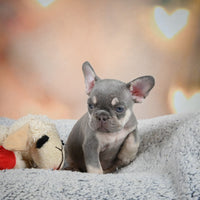 French Bulldog