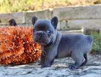 French Bulldog