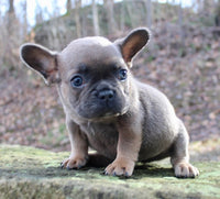 French Bulldog
