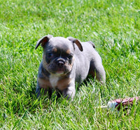 French Bulldog