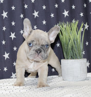 French Bulldog 