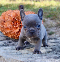 French Bulldog 
