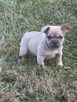 French Bulldog