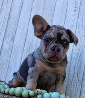 French Bulldog