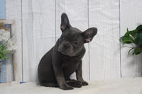 French Bulldog 