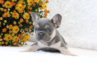 Fluffy French Bulldog