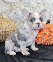French Bulldog