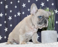 French Bulldog 