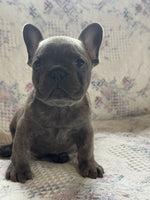 French Bulldog