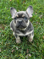 French Bulldog