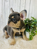 French Bulldog