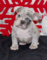 French Bulldog