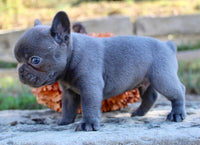 French Bulldog