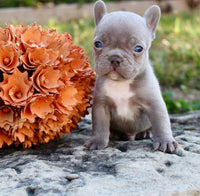 French Bulldog