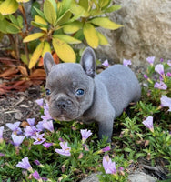 French Bulldog 
