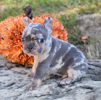 French Bulldog