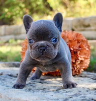 French Bulldog