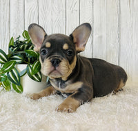 French Bulldog