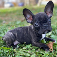 Frenchton