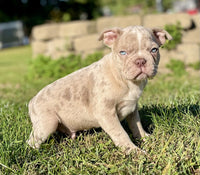 Frenchton