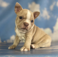 Frenchton