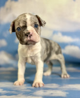Frenchton