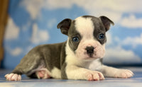 Frenchton