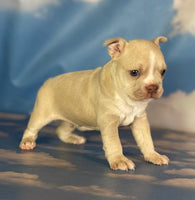 Frenchton