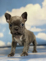 Frenchton