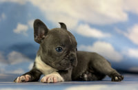 Frenchton