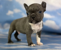 Frenchton