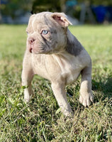 Frenchton
