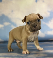 Frenchton
