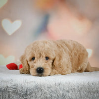 Mini Goldendoodle