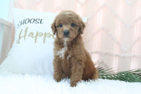 Goldendoodle