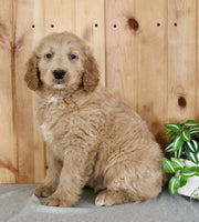 Goldendoodle