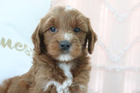 Goldendoodle